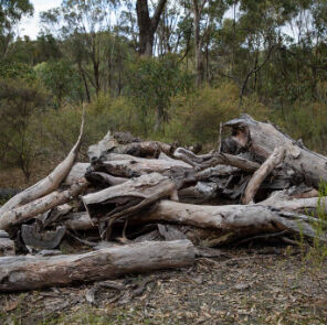 A pile of fallen logs in the bush