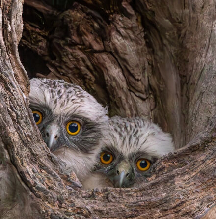 Two Powerful Owl chicks in a tree hollow