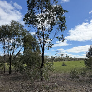 Young eucalypts regenerating in a paddock