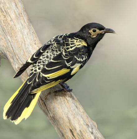 A black and yellow Regent Honeyeater perched on a branch