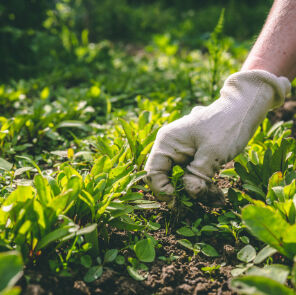 A gloved hand pulling weeds